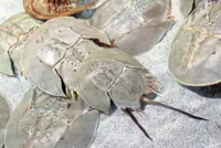 Taste of horseshoe crab draws visitors to Johor