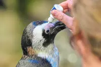 A 'nursing home' for penguins at this US aquarium allow them to age with dignity