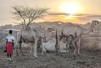 Camels replace cows as Kenya battles drought