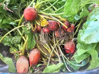 How to cook, freeze or pickle plant scraps instead of throwing them away