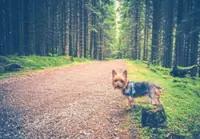 Want to go hiking with your dog? Here are some tips for doing so