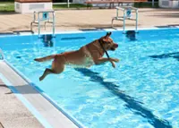 Dog owners tend to worry about not taking their pets on holiday