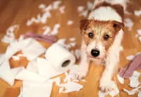 Tips on how to handle a hyperactive dog