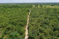Exclusive-Google deal makes Amazon reforestation its top source of carbon removal credits