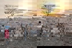 Camels replace cows as Kenya battles drought