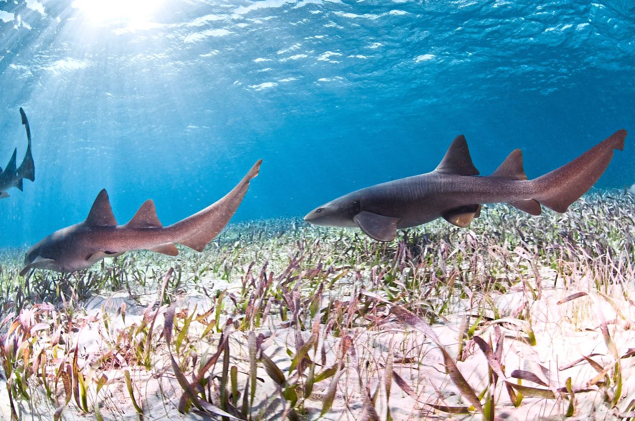 Diving is a popular activity for visitors spending time in Belize. — ANTONIO BUSIELLO/WWF-US/dpa