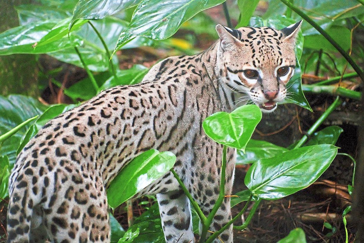 Belize is a good playground for nature-loving thrill-seekers