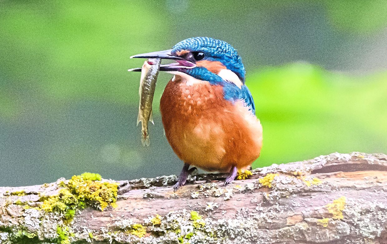 Kingfisher, the bird the river walk is named after. — JULIAN STRATENSCHULTE/dpa