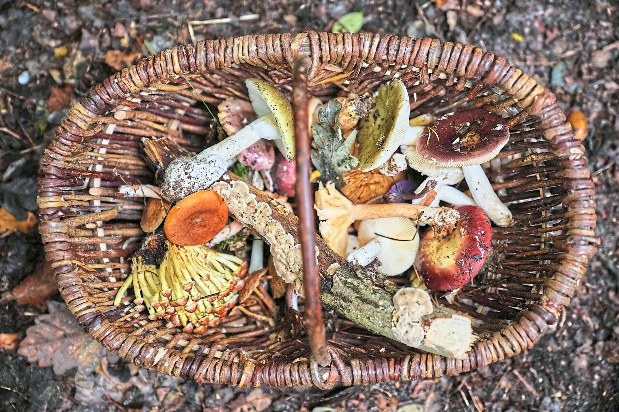 A growing interest in the use of medicinal fungiis also plays a role in the popularity of mushroom hunting.