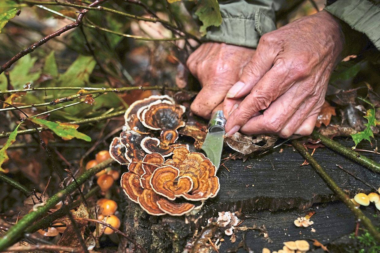 A mushroom hunter picks mushrooms.