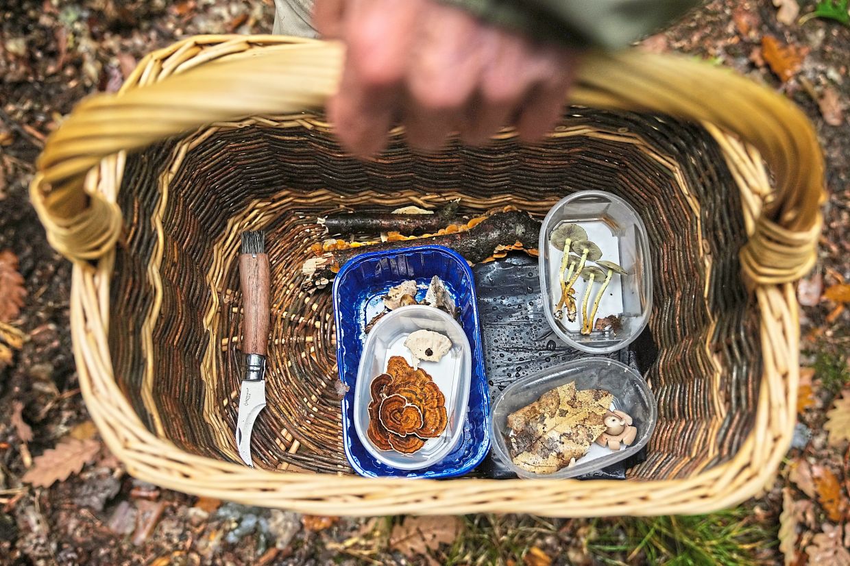 Different types of mushrooms collected by a participant.