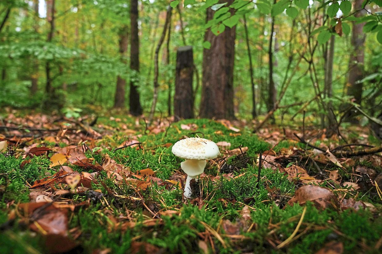 Wild mushrooms growing in the forest.