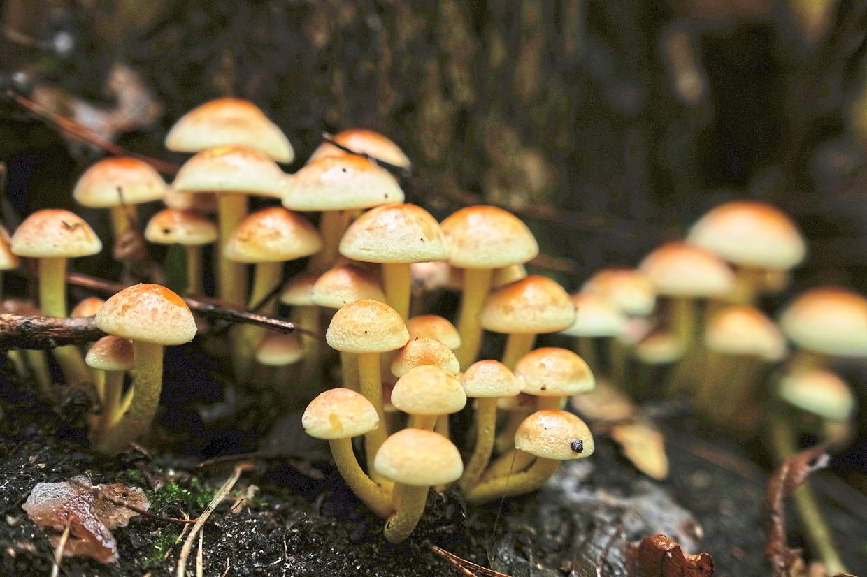 People are embracing mushroom hunting with caution, afraid of accidentally picking and eating poisonous mushrooms.