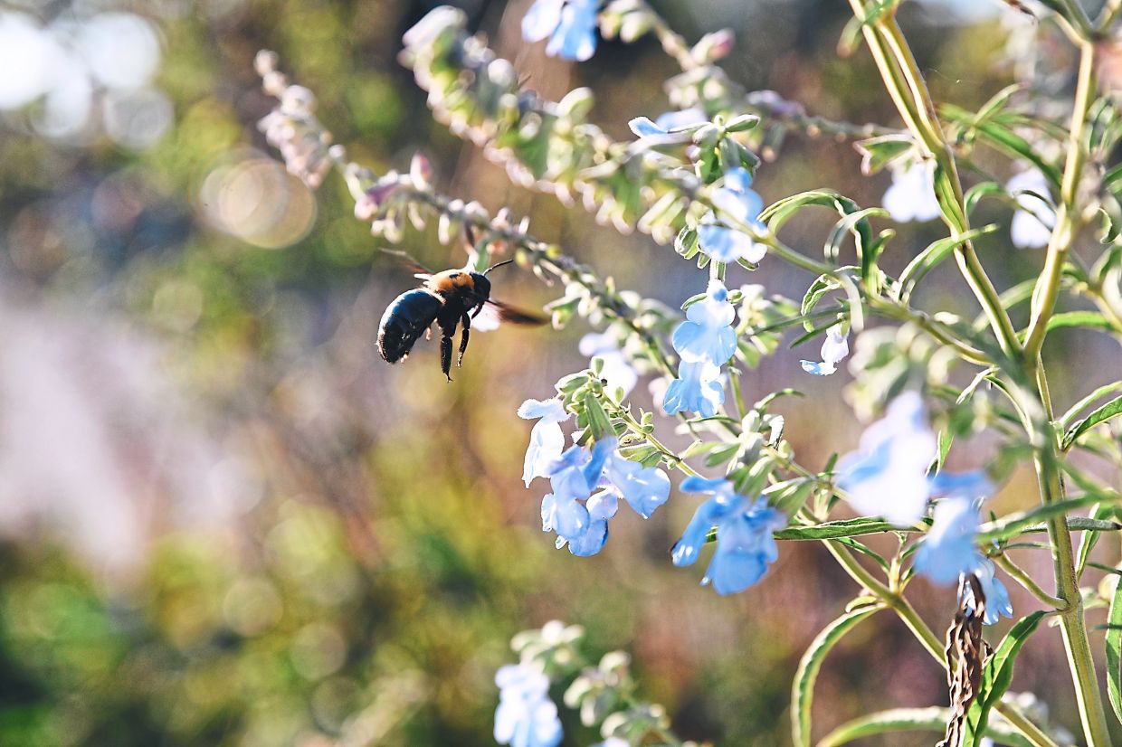 Bee happy: Residents come together to save bees in Kansas