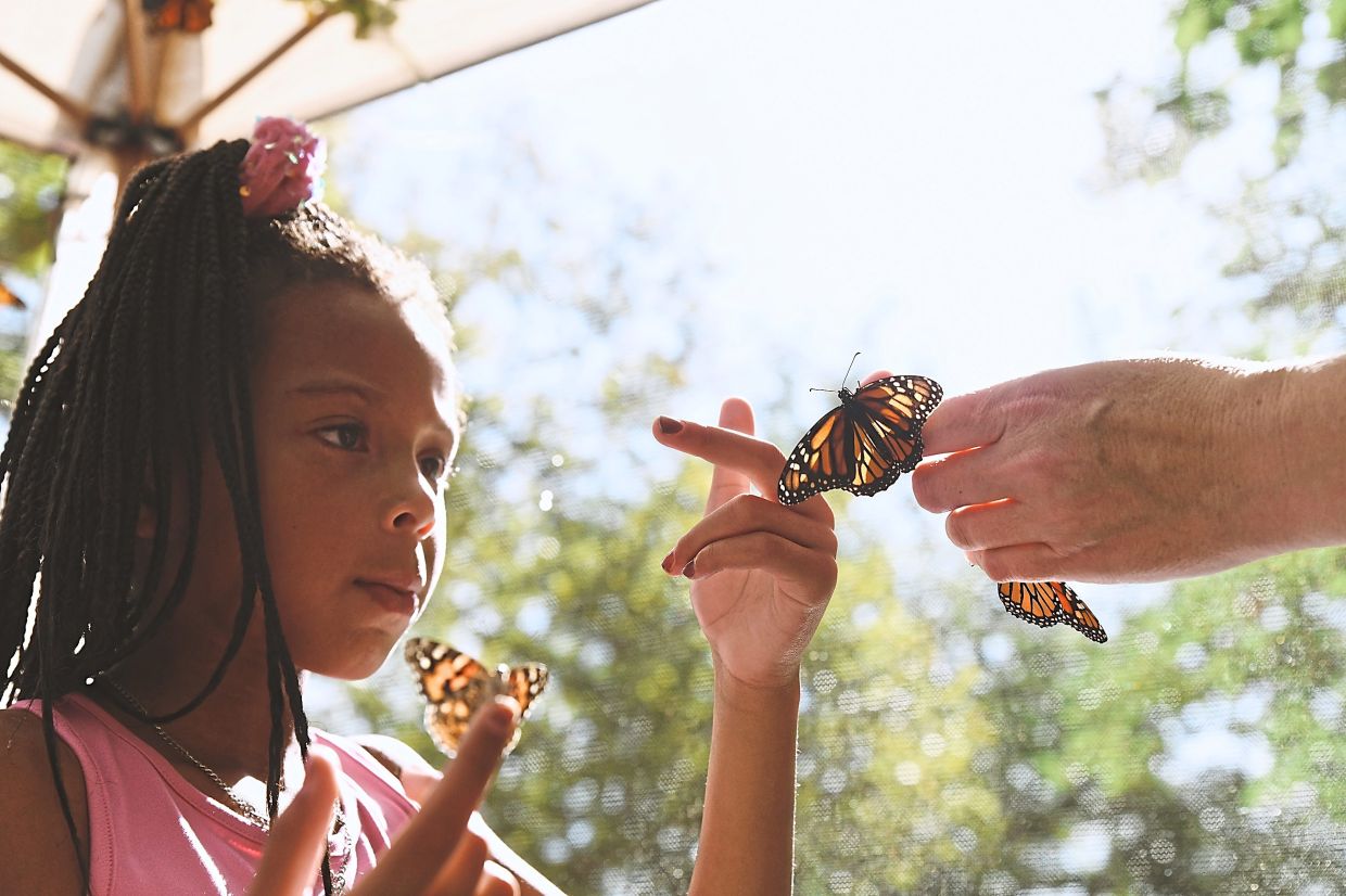 At the event, children use nectar to attract monarch butterflies and interact with them while learning how they are tagged, tracked and studied.