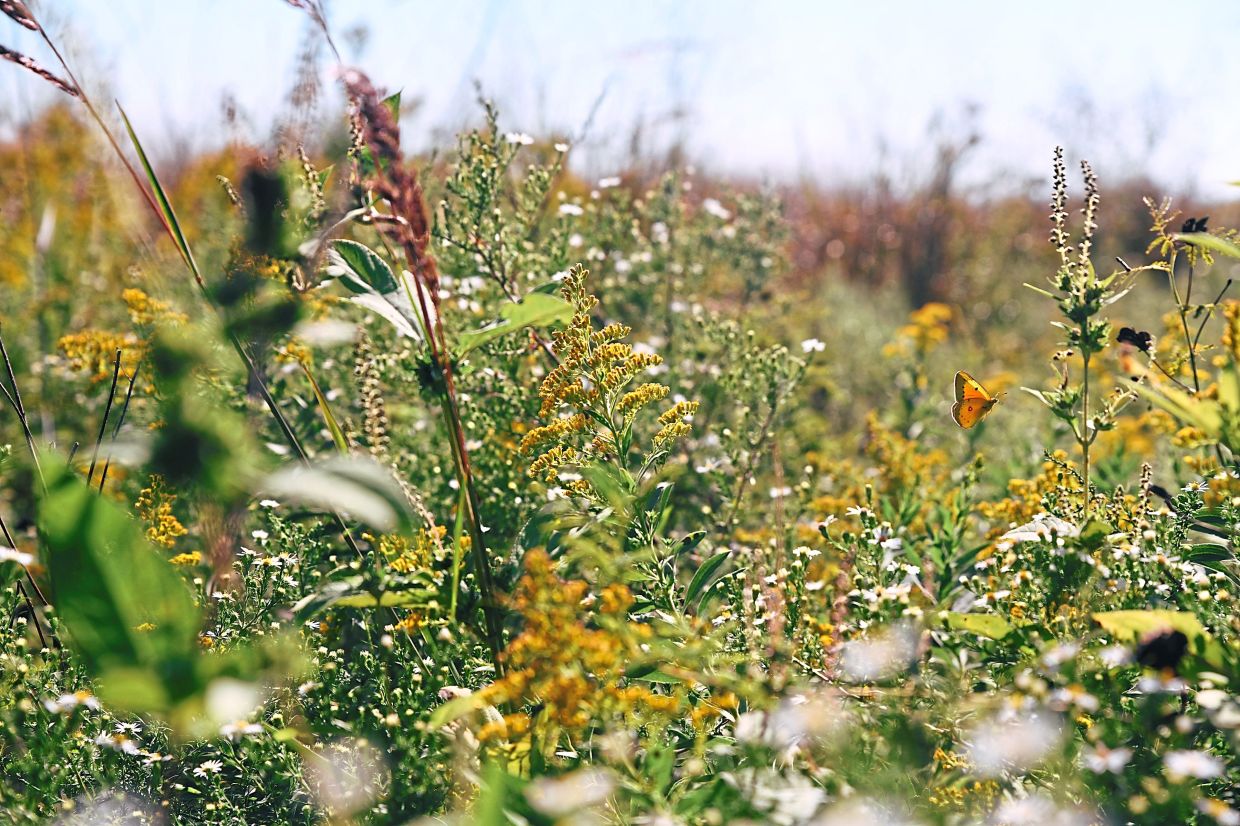 Boeing’s former Emery Landfill is now home to a large scale prairie restoration, filled with native plants that attract bees and butterflies.