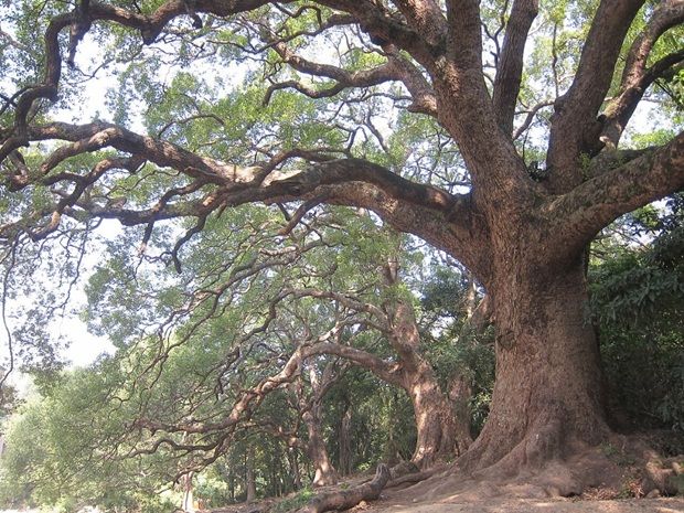 A grove of Camphor Laurel trees in Sha Tau Kok, Hong Kong. Camphor is a white or transparent, waxy substance found in the wood of the tree. - (CC BY-SA 3.0)