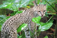 Belize is a good playground for nature-loving thrill-seekers