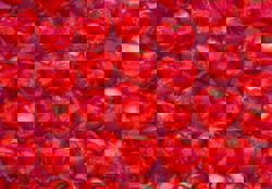 How does sugar affect our heart health?