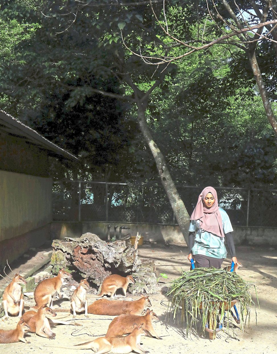 KeeperKu participant Nur Izzati bringing long grass for wallabies at their enclosure in Zoo Negara, Kuala Lumpur. — Photos: AZLINA ABDULLAH/The Star