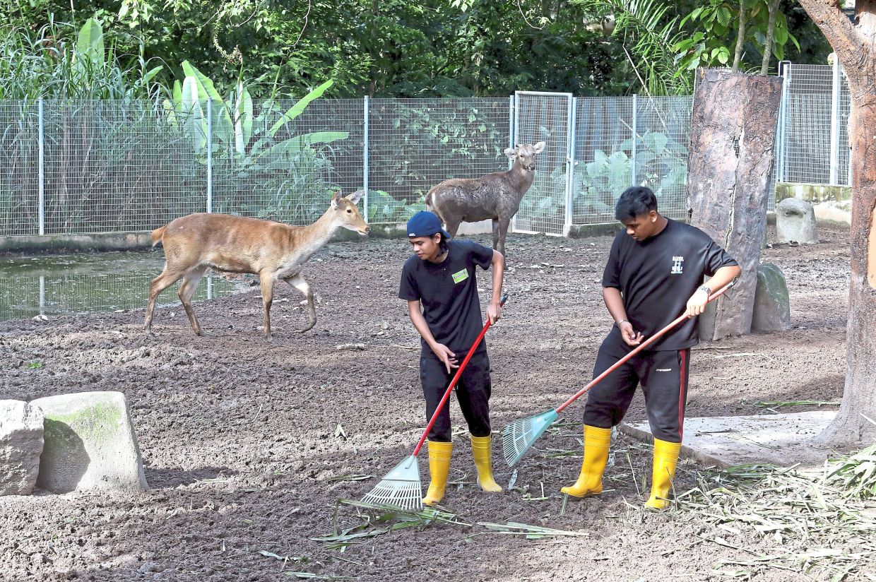 Participants cleaning the deer enclosure at the zoo.
