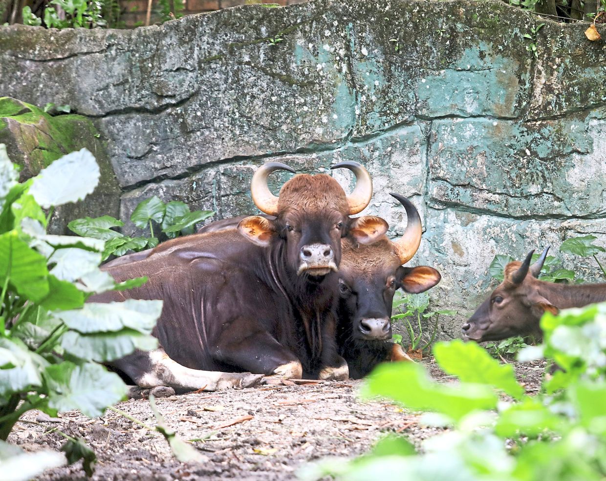 The zoo is home to over 4,000 animals, including the gaur or seladang, the largest wild cattle species.