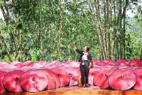 Islands and parks make Johor boom