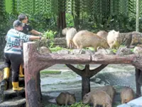 Volunteers making a difference at Zoo Negara