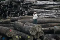 Myanmar seizes over 82 tonnes of illegal timber in one week
