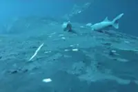 Rare footage shows sucker fish as they whale-surf in the ocean's wildest joyride