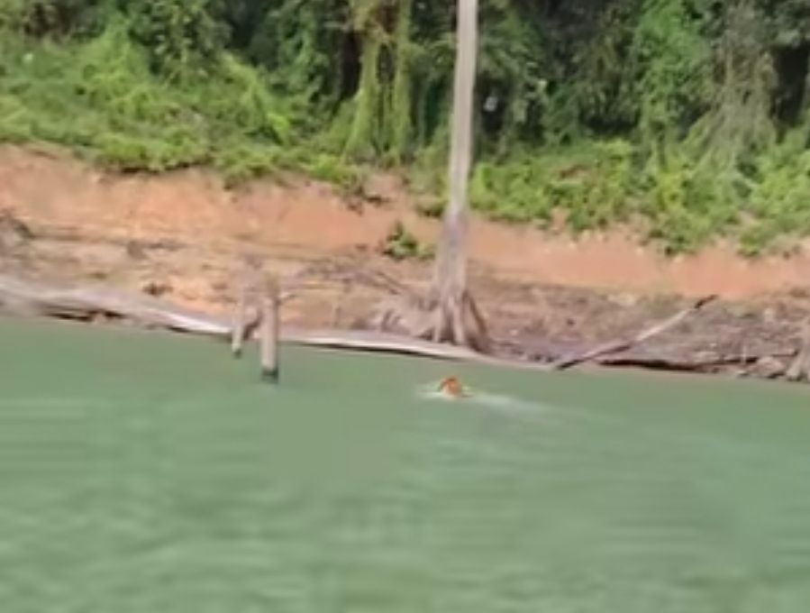 Tiger schwimmt im Royal-Belum-See in viralem Video