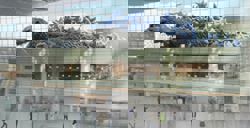 Huge Godzilla installation to see off travellers at Tokyo’s Haneda airport from December