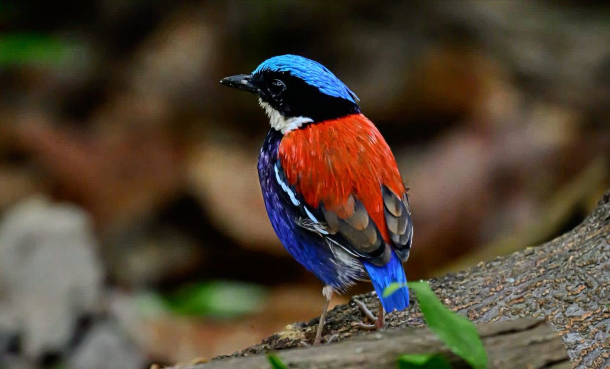 The Blue-Headed Pitta — a vividly coloured forest bird found in South-East Asia’s lowland rainforests. -Photo: Landrico Lerado Jr.