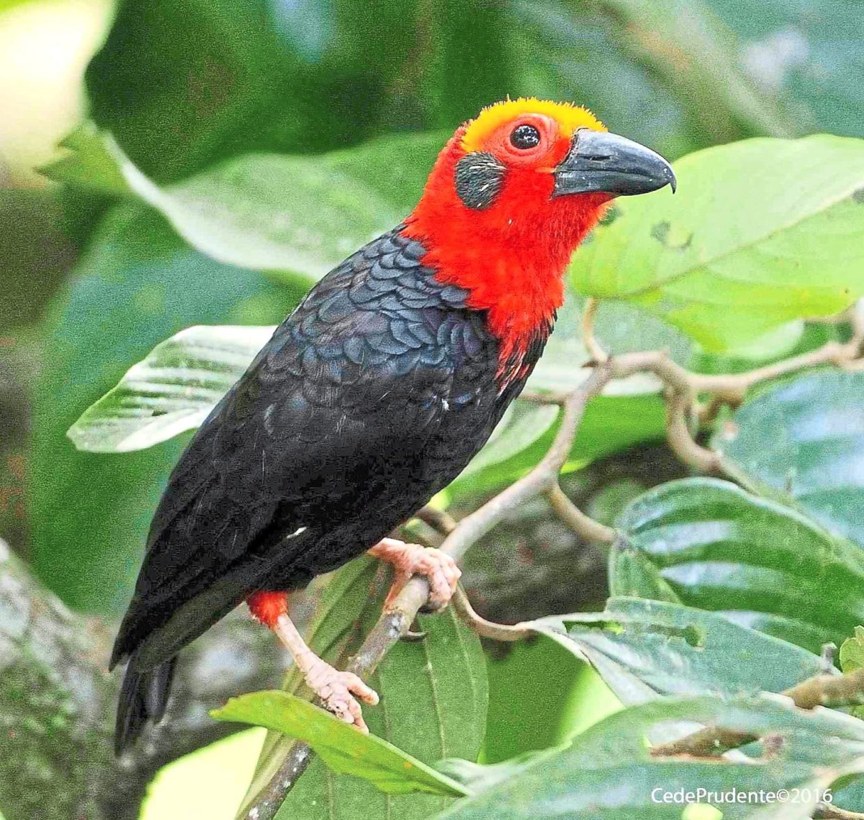The Bornean Bristlehead — a rare, striking bird endemic to Borneo’s rainforests. -Photo: Cede Prudente