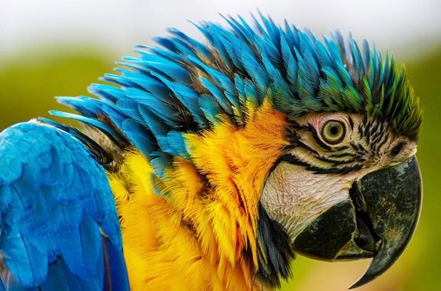 Marine police, Perhilitan seize 16 protected parrots in Terengganu