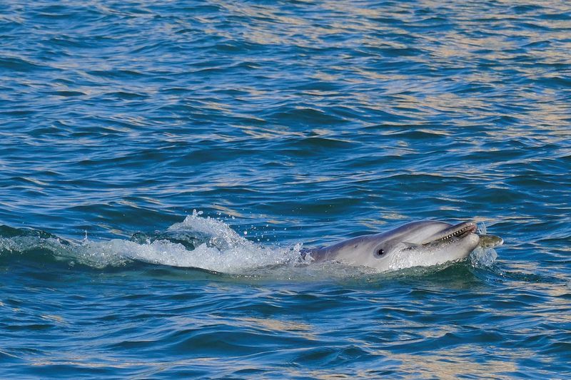 'Mimmo' the dolphin delights Venice tourists, worries experts 1 3615433