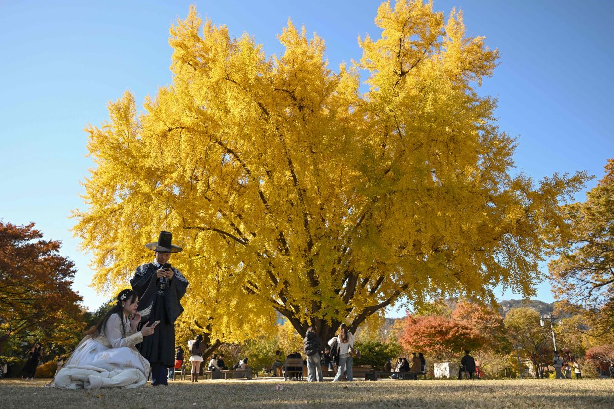 TOPSHOT: Visitors take pictures beneath the yellow leaves of the autumn trees at the Gyeongbokgung Palace in central Seoul on Monday, November 10, 2025. -- Photo by Jung Yeon-je / AFP