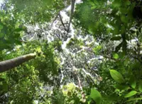 More Orang Asli to be deployed as frontliners of the forest