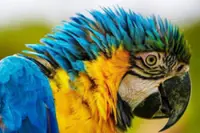 Marine police, Perhilitan seize 16 protected parrots in Terengganu