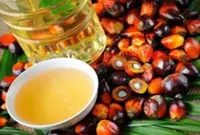 Global vegetable oil         demand on the uptrend