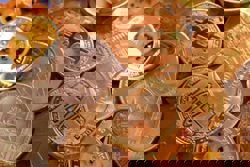 Global securities watchdog says 'tokenization' creates new risks