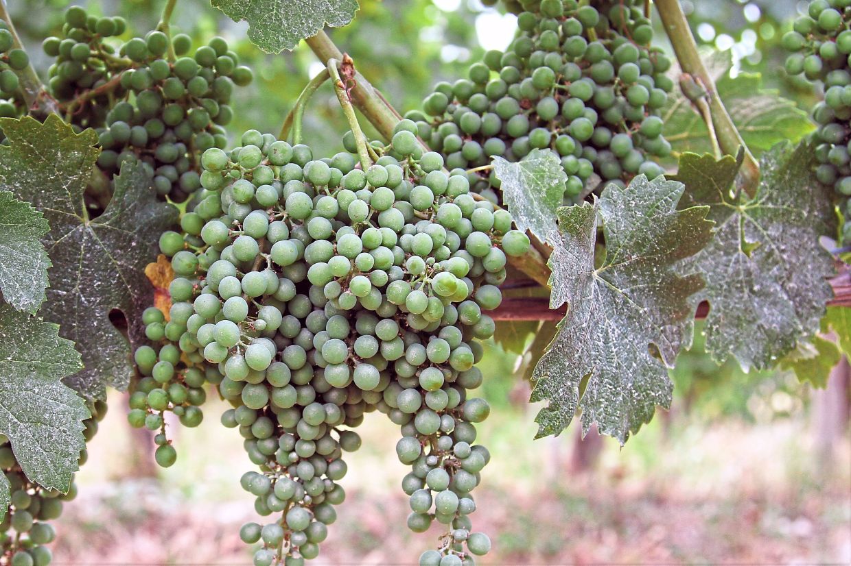 Barolo is the heart of the Langhe region, which produces complex red wines from the Nebbiolo grape.