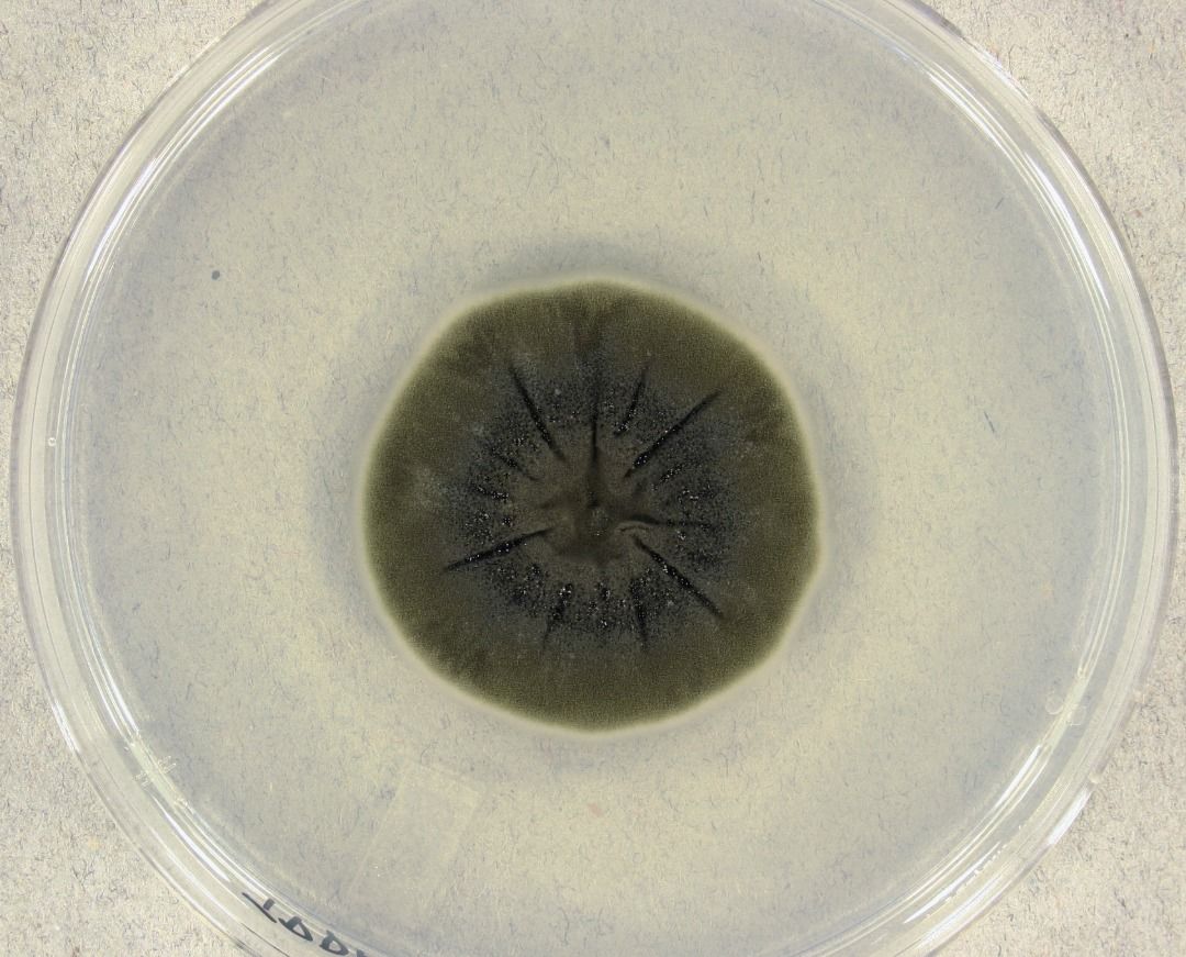 Cladosporium sphaerospermum grown in an agar plate. A variant of this fungus has evolved in Chernobyl to be radiosynthesis, meaning it feed directly off of radioactivity. - Medmyco (CC BY-SA 4.0)