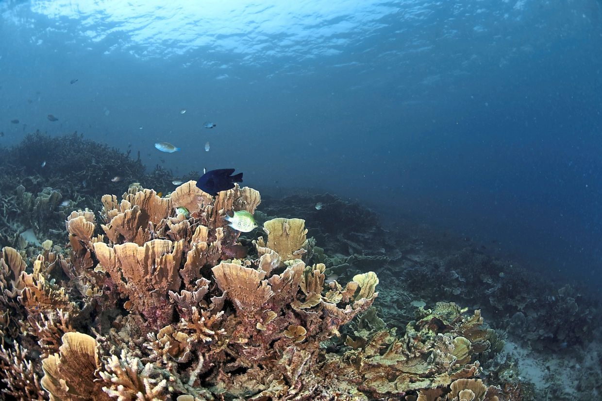 Aur Island is located 76km east of Mersing town and is part of the Johor Marine Park.