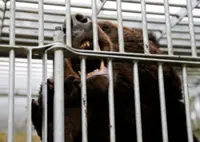'Almost every day': Japan battles spike in bear attacks