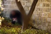 Man and woman caught defaecating on walls of Seoul’s Gyeongbokgung Palace