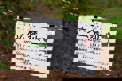 Hongkongers urged to secure travel insurance as bear attacks rise in Japan