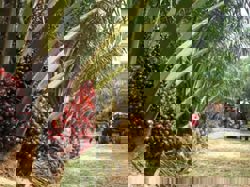 United Plantations reports lower 3Q net profit