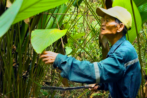 At the 'Rediscovering Each Other' event, learn how Sarawak’s Sa’ban community used giant Uun Teep leaves to roof homes, huts, and chicken coops - and as natural wraps for cooking rice, steaming fish, or carrying jungle veggies. Photo: Handout 