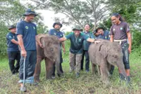 Achieving elephant-human equilibrium